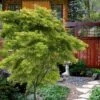 Eagle's Claw Japanese Maple - (Acer Palmatum 'Kamagata') - 2 Gallon Pot -Garden Plants Shop acer palmatum kamagata eagles claw japanese maple 6