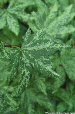 Kumoi Nishiki Japanese Full Moon Maple - 3 Gallon Pot -Garden Plants Shop acer palmatum kumoi nishiki 1