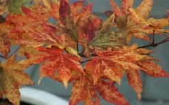 Kumoi Nishiki Japanese Full Moon Maple - 3 Gallon Pot -Garden Plants Shop acer palmatum kumoi nishiki 12