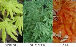 Kumoi Nishiki Japanese Full Moon Maple - 3 Gallon Pot -Garden Plants Shop acer palmatum kumoi nishiki 13