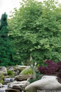 Kumoi Nishiki Japanese Full Moon Maple - 3 Gallon Pot -Garden Plants Shop acer palmatum kumoi nishiki japanese maple 3