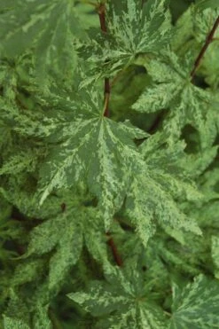 Kumoi Nishiki Japanese Full Moon Maple - 3 Gallon Pot -Garden Plants Shop acer palmatum kumoi nishiki japanese maple 4