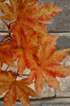 Kumoi Nishiki Japanese Full Moon Maple - 3 Gallon Pot -Garden Plants Shop acer palmatum kumoi nishiki japanese maple 7