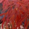 Lionheart Japanese Maple - 5 Gallon Pot -Garden Plants Shop acer palmatum lion heart japanese maple 10