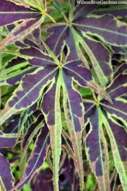 Manyo No Sato Purple Leaf Japanese Maple - 3 Gallon Pot (3-4') -Garden Plants Shop acer palmatum manyo no sato japanese maple 1