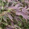 Manyo No Sato Purple Leaf Japanese Maple - 3 Gallon Pot (3-4') 2 Manyo No Sato Purple Leaf Japanese Maple - 3 Gallon Pot (3-4') -Garden Plants Shop acer palmatum manyo no sato japanese maple 4