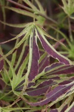 Manyo No Sato Purple Leaf Japanese Maple - 3 Gallon Pot (3-4') -Garden Plants Shop acer palmatum manyo no sato japanese maple 6