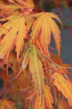 Manyo No Sato Purple Leaf Japanese Maple - 3 Gallon Pot (3-4') -Garden Plants Shop acer palmatum manyo no sato japanese maple 7