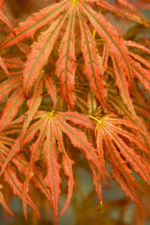 Crescent Moon Japanese Maple (Acer Palmatum 'Mikazuki') - 3 Gallon Pot (3-4') 9 Crescent Moon Japanese Maple (Acer Palmatum 'Mikazuki') - 3 Gallon Pot (3-4') - Image 7