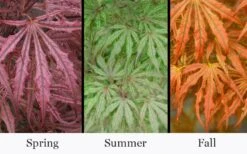 Crescent Moon Japanese Maple (Acer Palmatum 'Mikazuki') - 3 Gallon Pot (3-4') 13 Crescent Moon Japanese Maple (Acer Palmatum 'Mikazuki') - 3 Gallon Pot (3-4') -Garden Plants Shop acer palmatum mikazuki japanese maple 5