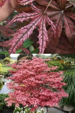 Crescent Moon Japanese Maple (Acer Palmatum 'Mikazuki') - 3 Gallon Pot (3-4') 14 Crescent Moon Japanese Maple (Acer Palmatum 'Mikazuki') - 3 Gallon Pot (3-4') -Garden Plants Shop acer palmatum mikazuki japanese maple 8