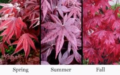 Moonfire Japanese Maple - 5 Gallon Pot -Garden Plants Shop acer palmatum moonfire japanese maple 4