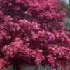 Moonfire Japanese Maple - 5 Gallon Pot -Garden Plants Shop acer palmatum moonfire japanese maple 8