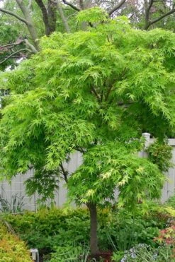 Pine Bark Japanese Maple (Acer Palmatum 'Nishiki Gawa) - 1 Gallon Pot -Garden Plants Shop acer palmatum nishiki gawa pine bark japanese maple 3