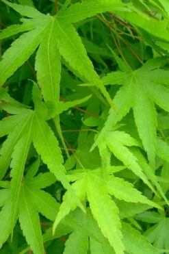 Pine Bark Japanese Maple (Acer Palmatum 'Nishiki Gawa) - 1 Gallon Pot -Garden Plants Shop acer palmatum nishiki gawa pine bark japanese maple 4