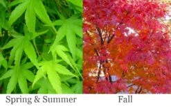 Pine Bark Japanese Maple (Acer Palmatum 'Nishiki Gawa) - 1 Gallon Pot -Garden Plants Shop acer palmatum nishiki gawa pine bark japanese maple 6