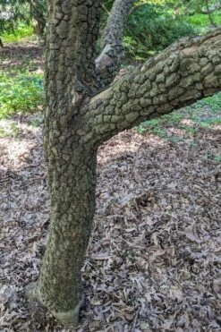Pine Bark Japanese Maple (Acer Palmatum 'Nishiki Gawa) - 1 Gallon Pot -Garden Plants Shop acer palmatum nishiki gawa pine bark japanese maple 8