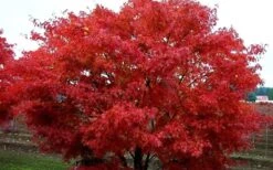 Pine Bark Japanese Maple (Acer Palmatum 'Nishiki Gawa) - 1 Gallon Pot -Garden Plants Shop acer palmatum nishiki gawa pine bark japanese maple 9