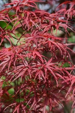 Red Pygmy Japanese Maple - 2 Gallon Pot 13 Red Pygmy Japanese Maple - 2 Gallon Pot -Garden Plants Shop acer palmatum red pygmy japanese maple 10