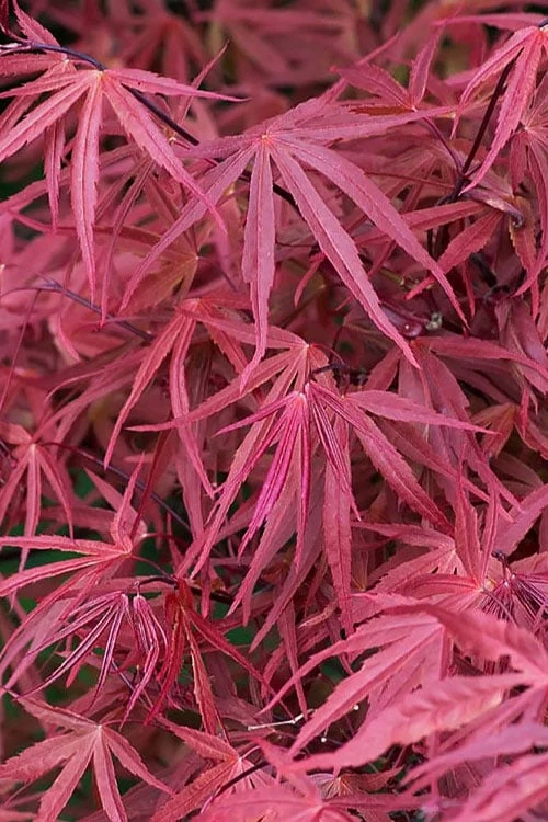Red Pygmy Japanese Maple - 2 Gallon Pot 7 Red Pygmy Japanese Maple - 2 Gallon Pot - Image 5