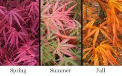 Red Pygmy Japanese Maple - 2 Gallon Pot 11 Red Pygmy Japanese Maple - 2 Gallon Pot -Garden Plants Shop acer palmatum red pygmy japanese maple 3