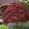 Red Pygmy Japanese Maple - 2 Gallon Pot -Garden Plants Shop acer palmatum red pygmy japanese maple 6