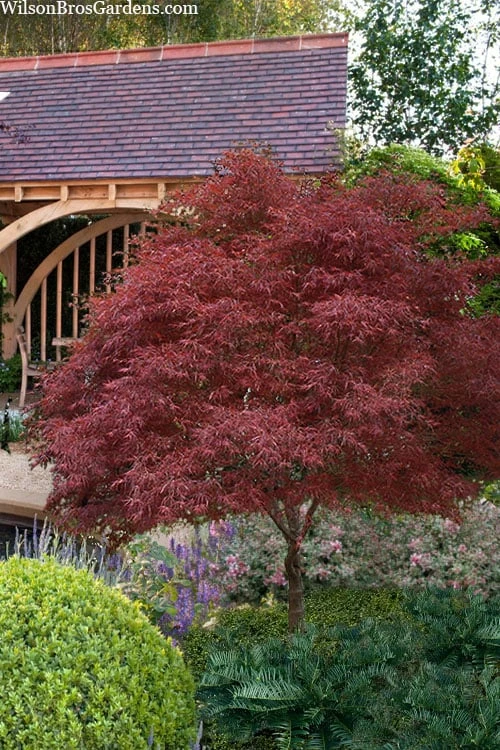 Red Pygmy Japanese Maple - 2 Gallon Pot 3 Red Pygmy Japanese Maple - 2 Gallon Pot