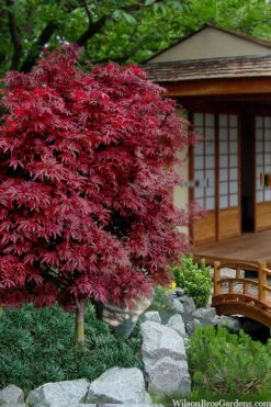 Shaina Dwarf Red Japanese Maple - 7 Gallon Pot (3.5 To 4.5') -Garden Plants Shop acer palmatum shaina japanese maple 11