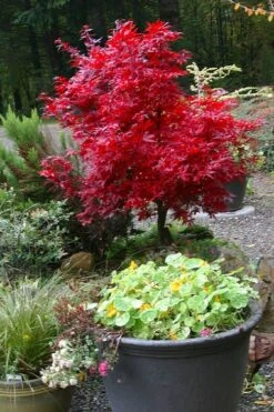 Shaina Dwarf Red Japanese Maple - 7 Gallon Pot (3.5 To 4.5') -Garden Plants Shop acer palmatum shaina japanese maple 12