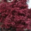 Shaina Dwarf Red Japanese Maple - 7 Gallon Pot (3.5 To 4.5') 1 Shaina Dwarf Red Japanese Maple - 7 Gallon Pot (3.5 To 4.5') -Garden Plants Shop acer palmatum shaina japanese maple 4