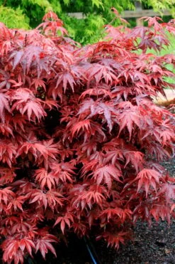 Shaina Dwarf Red Japanese Maple - 7 Gallon Pot (3.5 To 4.5') -Garden Plants Shop acer palmatum shaina japanese maple 7