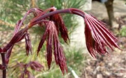 Trompenburg Japanese Maple - 5 Gallon Pot -Garden Plants Shop acer palmatum shirasawanum trompenburg japanese maple 1
