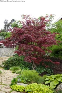 Trompenburg Japanese Maple - 5 Gallon Pot -Garden Plants Shop acer palmatum shirasawanum trompenburg japanese maple 10