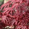 Trompenburg Japanese Maple - 5 Gallon Pot -Garden Plants Shop acer palmatum shirasawanum trompenburg japanese maple 11
