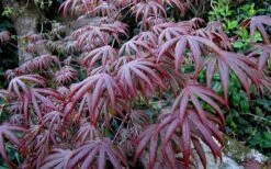 Trompenburg Japanese Maple - 5 Gallon Pot -Garden Plants Shop acer palmatum shirasawanum trompenburg japanese maple 2