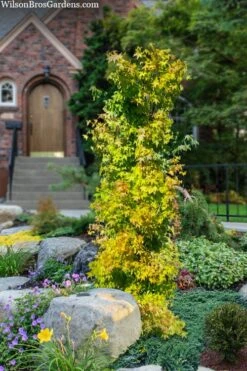 Skyscraper Columnar Japanese Maple - 1 Gallon Pot 11 Skyscraper Columnar Japanese Maple - 1 Gallon Pot -Garden Plants Shop acer palmatum skyscraper japanese maple 4