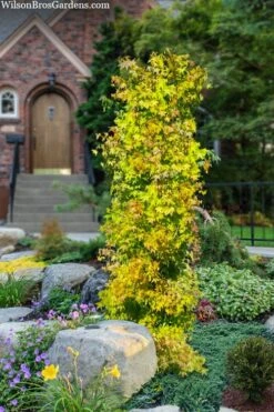 Skyscraper Columnar Japanese Maple - 1 Gallon Pot