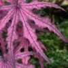 Waveleaf Japanese Maple - 6 Gallon Pot -Garden Plants Shop acer palmatum waveleaf japanese maple 6