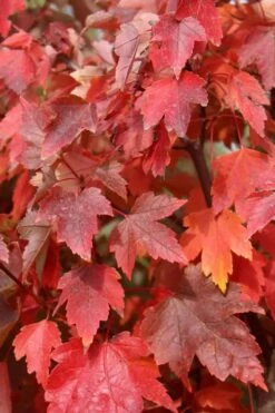 Native Red Maple Tree (Acer Rubrum) - 3 Gallon Pot -Garden Plants Shop acer rubrum red maple 3
