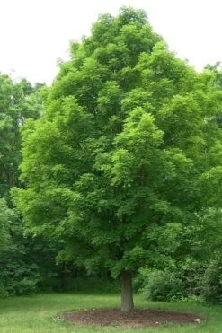 Native Red Maple Tree (Acer Rubrum) - 3 Gallon Pot -Garden Plants Shop acer rubrum red maple tree 1