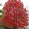 Native Red Maple Tree (Acer Rubrum) - 3 Gallon Pot -Garden Plants Shop acer rubrum red maple tree 2