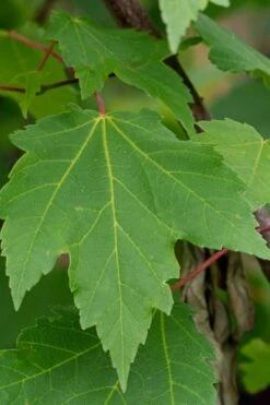 Native Red Maple Tree (Acer Rubrum) - 3 Gallon Pot -Garden Plants Shop acer rubrum red maple tree 3