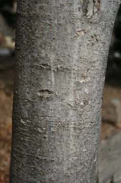 Native Red Maple Tree (Acer Rubrum) - 3 Gallon Pot -Garden Plants Shop acer rubrum red maple tree 4