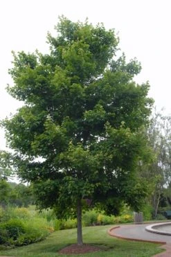 Native Red Maple Tree (Acer Rubrum) - 3 Gallon Pot -Garden Plants Shop acer rubrum red maple tree 5