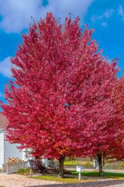 Native Red Maple Tree (Acer Rubrum) - 3 Gallon Pot -Garden Plants Shop acer rubrum red maple tree 6