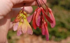 Native Red Maple Tree (Acer Rubrum) - 3 Gallon Pot -Garden Plants Shop acer rubrum red maple tree 7