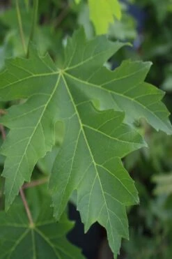 Silver Maple Tree (Acer Saccharinum) - 1 Gallon Pot -Garden Plants Shop acer saccharinum silver maple tree 2g