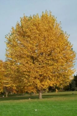 Silver Maple Tree (Acer Saccharinum) - 1 Gallon Pot -Garden Plants Shop acer saccharinum silver maple tree 3g