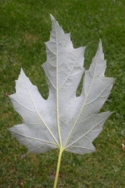 Silver Maple Tree (Acer Saccharinum) - 1 Gallon Pot -Garden Plants Shop acer saccharinum silver maple tree 6