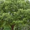 Silver Maple Tree (Acer Saccharinum) - 1 Gallon Pot 2 Silver Maple Tree (Acer Saccharinum) - 1 Gallon Pot -Garden Plants Shop acer saccharinum silver maple tree 7